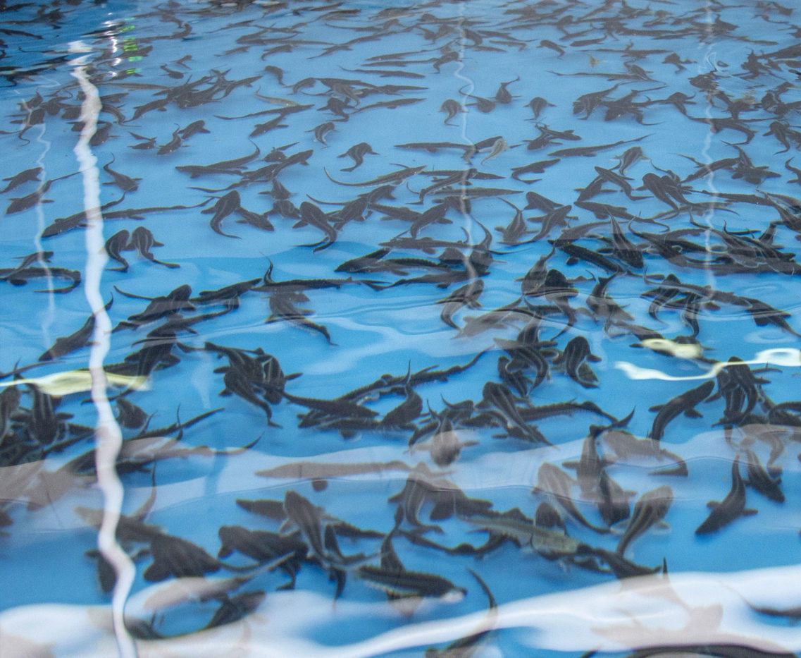 Automations and Quality