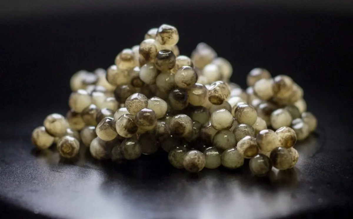 Aquatir caviar